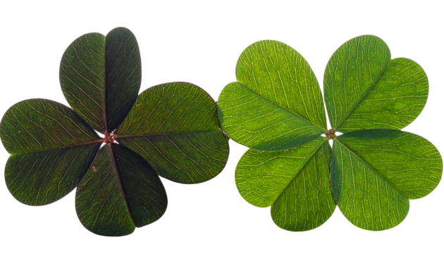 Pair of Five Leaf Clover Variations isolated on transparent background