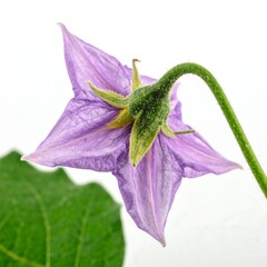 Purple bellflower with curved stem on white flower