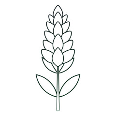 minimal lupinus albus on white