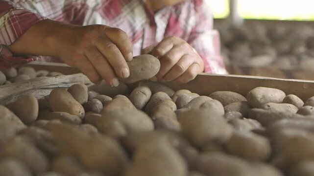 Manos de agricultor seleccionando papas frescas para la cosecha.