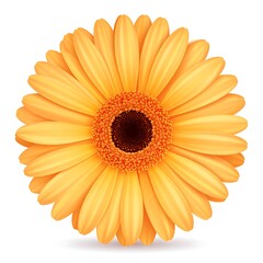 Radiant Orange Flower