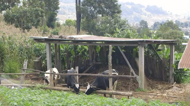 Ganado bajo un refugio r&uacute;stico en un paisaje agr&iacute;cola.