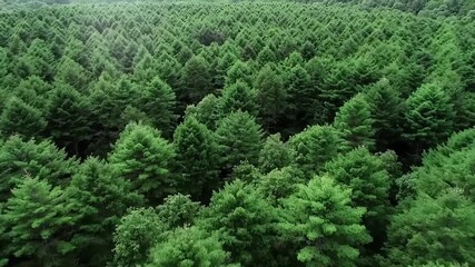Aerial view of dense evergreen forest with lush green trees covering a vast landscape on a sunny day - Powered by Adobe