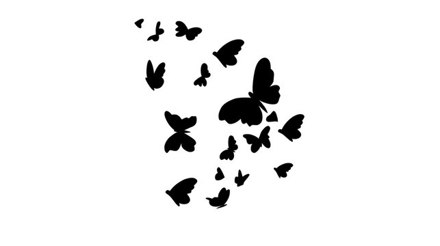 A flock of black butterflies flying against a white background