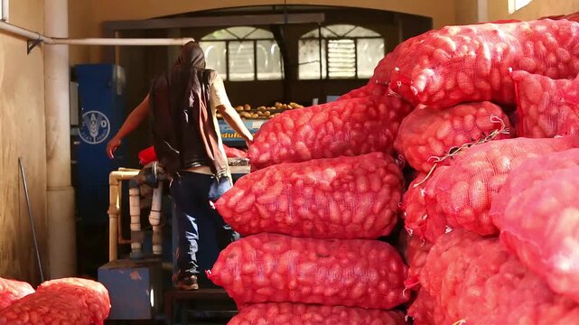 Un trabajador junto a una gran pila de papas para distribuci&oacute;n.