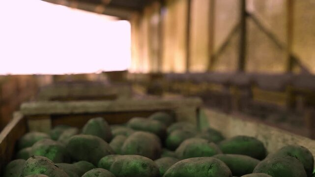 Un close-up de papas frescas en cajas de madera dentro de un almac&eacute;n.
