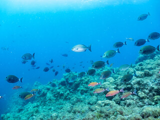 ホウライヒメジ, Whitesaddle goatfish, Parupeneus ciliatus, ヒメジ科,
メジナ, Largescale Blackfish, Girella punctata, イスズミ科,
ニザダイ（ニザダイ科）, Sawtail, Prionurus scalprum, 
他の群れ。
静岡県伊豆半島南伊豆町中木ヒリゾ浜-2025年
