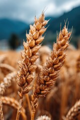 Close-up of two golden wheat ears