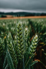 Close-up of wet wheat stalks in a field