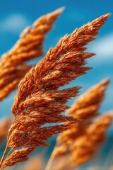 Golden grass plumes against a blue sky