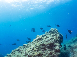 Fototapeta premium ホウライヒメジ, Whitesaddle goatfish, Parupeneus ciliatus, ヒメジ科, メジナ, Largescale Blackfish, Girella punctata, イスズミ科, ニザダイ（ニザダイ科）, Sawtail, Prionurus scalprum, 他の群れ。 静岡県伊豆半島南伊豆町中木ヒリゾ浜-2025年 