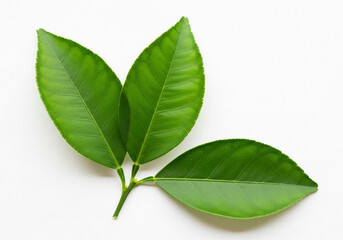 Fototapeta premium Green leaves with smooth veins arranged diagonally on white background, simple botanical subject for eco labels, natural product visuals, wellness graphics and packaging design