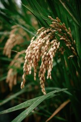 Close-up of ripe rice ears (2)