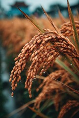 Close-up of ripened rice stalks