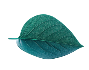 Single dark green leaf with detailed veins and texture isolated.