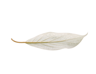 Single delicate pale white leaf with intricate veins isolated.
