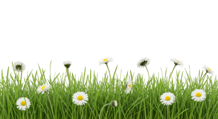 Green grass and daisy flowers isolated on white or transparent background