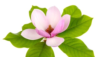 Pink blossom with green leaves