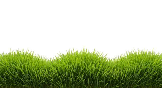 Green grass isolated on white or transparent background