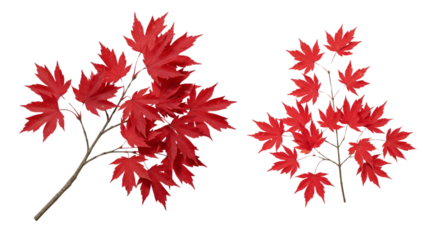 Vibrant Maple Branch Bundle isolated on transparent background