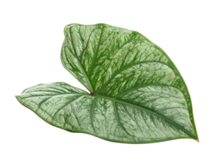 Single variegated Syngonium leaf with green and silver patterns.
