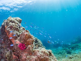 Fototapeta premium ソラスズメダイ, Heavenly Damselfish, Pomacentrus coelestis, スズメダイ科, アカハタ, Blacktip Grouper, Epinephelus fasciatus, ハタ科, 他の群れ。 静岡県伊豆半島南伊豆町中木ヒリゾ浜-2025年 