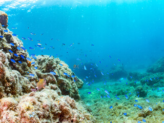 ソラスズメダイ, Heavenly Damselfish, Pomacentrus coelestis, スズメダイ科,
アカハタ, Blacktip Grouper, Epinephelus fasciatus, ハタ科,
他の群れ。
静岡県伊豆半島南伊豆町中木ヒリゾ浜-2025年
