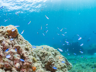ソラスズメダイ, Heavenly Damselfish, Pomacentrus coelestis, スズメダイ科,
アカハタ, Blacktip Grouper, Epinephelus fasciatus, ハタ科,
他の群れ。
静岡県伊豆半島南伊豆町中木ヒリゾ浜-2025年
