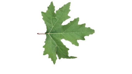 leaf leaves isolated for background