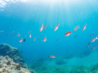 ホウライヒメジ, Whitesaddle goatfish, Parupeneus ciliatus, ヒメジ科,
メジナ,...