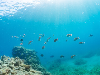 ホウライヒメジ, Whitesaddle goatfish, Parupeneus ciliatus, ヒメジ科,
メジナ,...