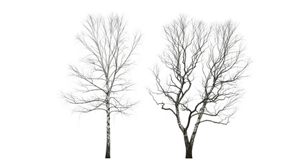 Fototapeta premium Winter Birch Tree Duo isolated on transparent background