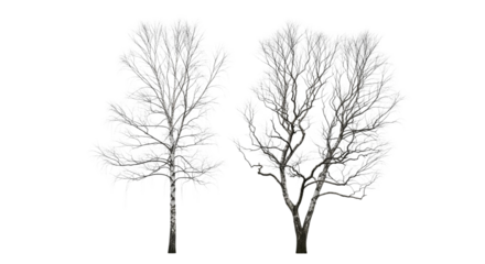 Winter Birch Tree Duo isolated on transparent background