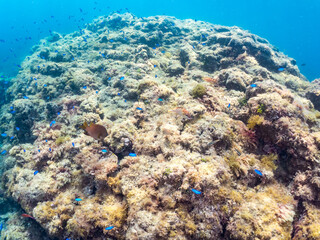 ソラスズメダイ, Heavenly Damselfish, Pomacentrus coelestis, スズメダイ科,
アカハタ, Blacktip Grouper, Epinephelus fasciatus, ハタ科,
他の群れ。
静岡県伊豆半島南伊豆町中木ヒリゾ浜-2025年
