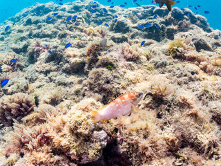 ソラスズメダイ, Heavenly Damselfish, Pomacentrus coelestis, スズメダイ科,
アカハタ, Blacktip Grouper, Epinephelus fasciatus, ハタ科,
他の群れ。
静岡県伊豆半島南伊豆町中木ヒリゾ浜-2025年
