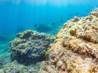 ソラスズメダイ, Heavenly Damselfish, Pomacentrus coelestis, スズメダイ科,
アカハタ, Blacktip Grouper, Epinephelus fasciatus, ハタ科,
他の群れ。
静岡県伊豆半島南伊豆町中木ヒリゾ浜-2025年
