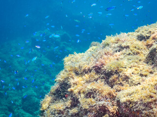 ソラスズメダイ, Heavenly Damselfish, Pomacentrus coelestis, スズメダイ科,
アカハタ, Blacktip Grouper, Epinephelus fasciatus, ハタ科,
他の群れ。
静岡県伊豆半島南伊豆町中木ヒリゾ浜-2025年
