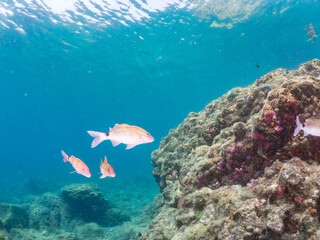 ホウライヒメジ, Whitesaddle goatfish, Parupeneus ciliatus, ヒメジ科,
メジナ, Largescale Blackfish, Girella punctata, イスズミ科,
ニザダイ（ニザダイ科）, Sawtail, Prionurus scalprum, 
他の群れ。
静岡県伊豆半島南伊豆町中木ヒリゾ浜-2025年
