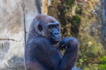 Portrait of a gorilla, Fort Worth, Texas, USA.