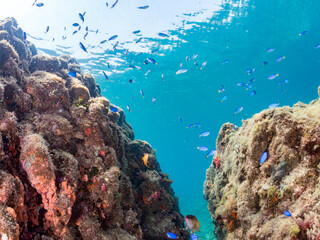 キンギョハナダイ, Sea Goldie, Pseudanthias squamipinnis, ハナダイ亜科,
ソラスズメダイ, Heavenly Damselfish, Pomacentrus coelestis, スズメダイ科,
他の群れ。
静岡県伊豆半島南伊豆町中木ヒリゾ浜-2025年

