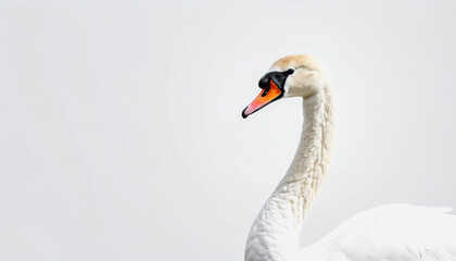 Obraz premium Majestic white swan displaying its beauty against a clean white background with ample copy space for design use