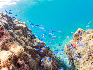 キンギョハナダイ, Sea Goldie, Pseudanthias squamipinnis, ハナダイ亜科,
ソラスズメダイ, Heavenly Damselfish, Pomacentrus coelestis, スズメダイ科,
他の群れ。
静岡県伊豆半島南伊豆町中木ヒリゾ浜-2025年

