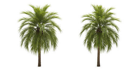 Sandy Island Palm Collection isolated on transparent background