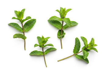 Mint sprigs with tender leaves on white background, fresh herbal composition for recipe cards, drink menus and natural product branding