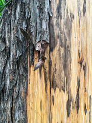 Natural tree bark texture with contrast of rough and smooth wood