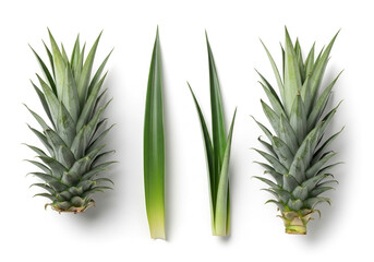 Fototapeta premium The fresh green leafy top of a pineapple, isolated on a white background, perfect for tropical, fruit, and exotic-themed designs