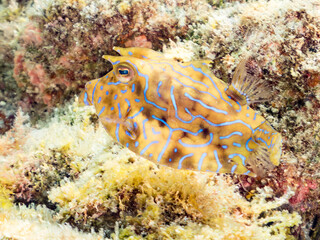 シマウミスズメ, Thornback cowfish, Lactoria fornasini, ハコフグ科,
他の群れ。
静岡県伊豆半島南伊豆町中木ヒリゾ浜-2025年
