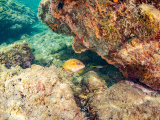 ヘラヤガラ, Painted flutemouth, Aulostomus chinensis,  Trumpetfish, ヘラヤガラ科,
アカハタ, Blacktip Grouper, Epinephelus fasciatus, ハタ科,
イボヤギ, Orange Cup Coral,
カイメン, Sea Sponge,
ソフトコーラル, Soft Coral,
他の群れ。
静岡県伊豆半島南