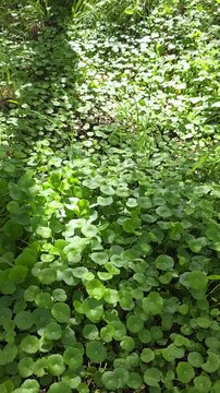 water pennywort, aqua plant, under the morning sunlight 