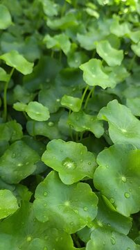 water pennywort, aqua plant, under the morning sunlight 